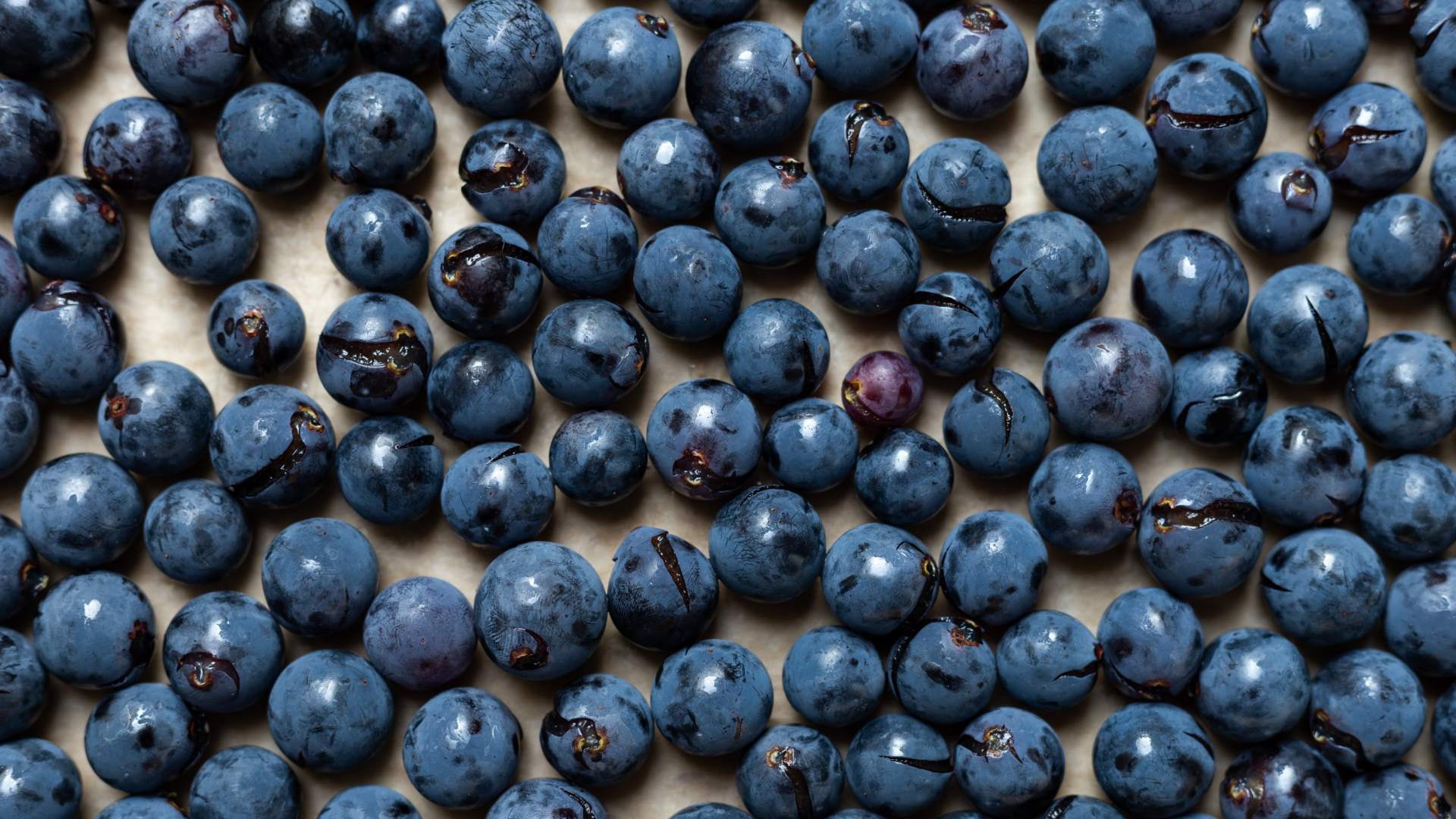 jake-jsou-nejlepsi-odrudy-boruvek